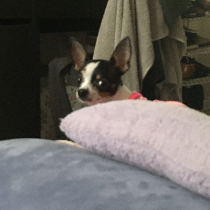 Profile Picture of Josh (@joshccino) on Tiktok