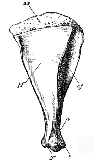 Shoulder girdle - Wikipedia