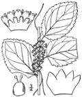 Profile Picture of Cuscuta corylion Wikipedia