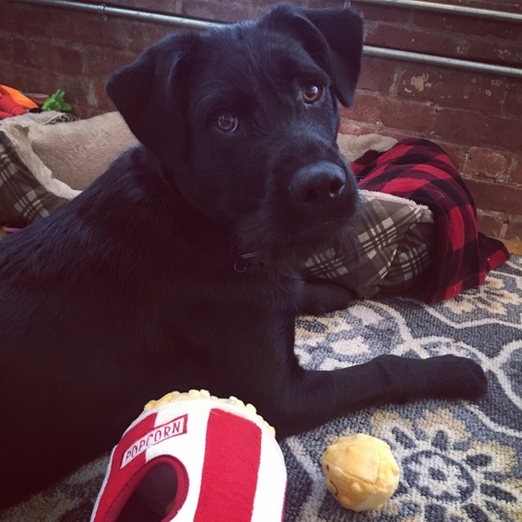 Profile Picture of Hannah Lytle (@hannahoscar) on Poshmark