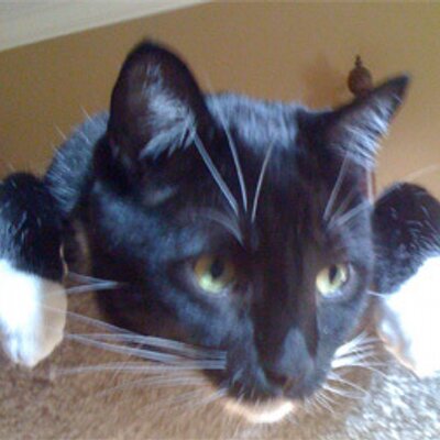 Profile Picture of Conway Felini (@ConnieWay) on Twitter