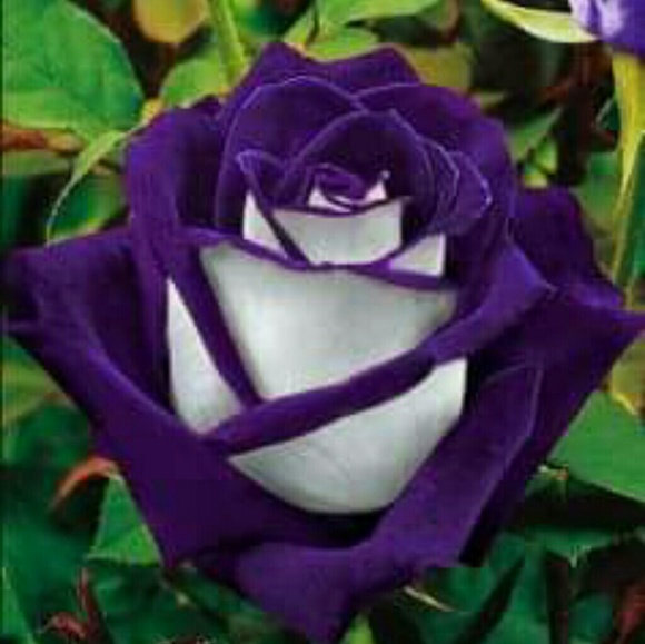 Profile Picture of V Mckiernan (@mckiernan6) on Poshmark