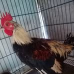 Profile Picture of Harold Boston Sweater (@Harold-Boston-Sweater) on Facebook