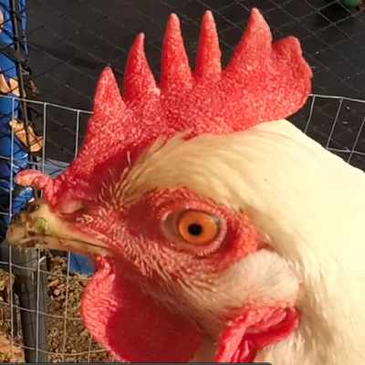 Profile Picture of Michael Avella (@mpavella) on Twitter