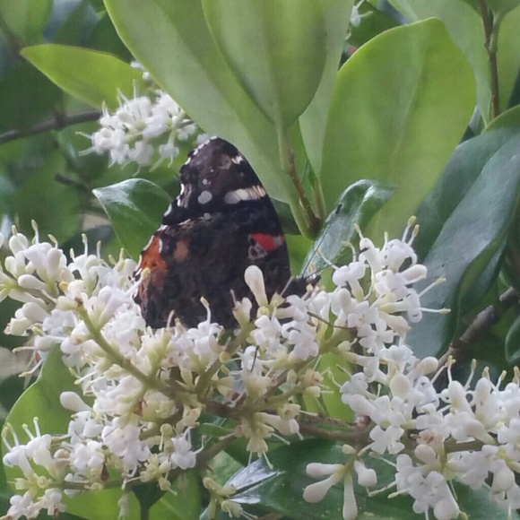 Profile Picture of Sonia Rivera (@soniapr29) on Poshmark