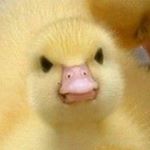 Profile Picture of William Perrone (@mwill794) on Instagram