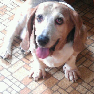 Profile Picture of Bob Lindquist (@zoob500) on Twitter