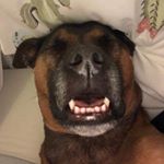Profile Picture of malcolm_barclay_the_dog (@malcolm_barclay_the_dog) on Instagram