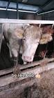 Profile Picture of   onlyinireland... (@silage_spec2k21) on Tiktok