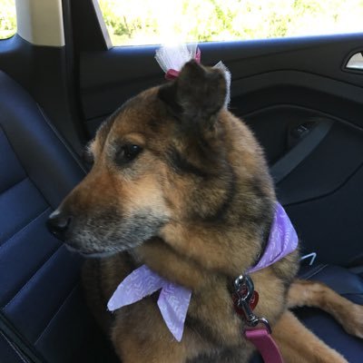 Profile Picture of Debbie Scanlon McCormac (@MccormacDebbie) on Twitter