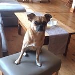 Profile Picture of Sparkle Turner (@pup_sparkle) on Instagram