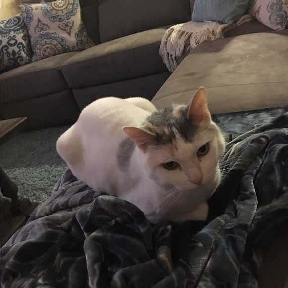 Laura Gromis - Poshmark Profile Picture of Laura Gromis (@lauradg44) on Poshmark