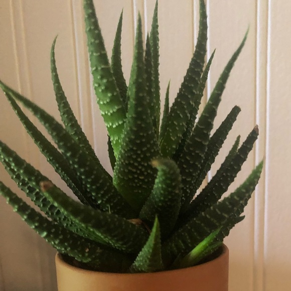 Profile Picture of Dana Lee (@ozland91) on Poshmark