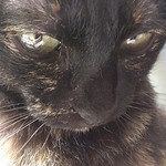 Profile Picture of Kuma C (@kuma c) on Flickr