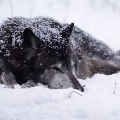 Profile Picture of Collin Chase (@white_wolf452) on Twitter