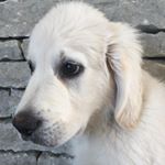 Profile Picture of cedric_the_golden_retriver (@cedric_the_golden_retriver) on Instagram