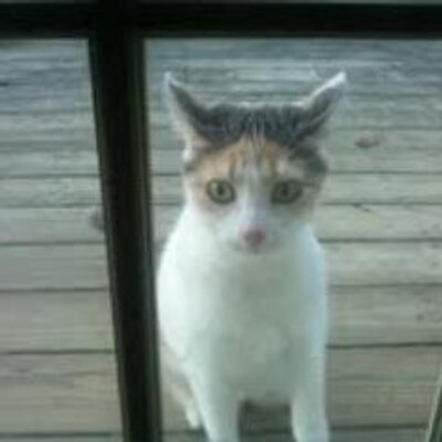 Profile Picture of Sherry Freeman (@SherryFreeman1) on Twitter