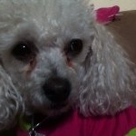 Profile Picture of Lily Steiner (@lily_the_poodle_) on Instagram