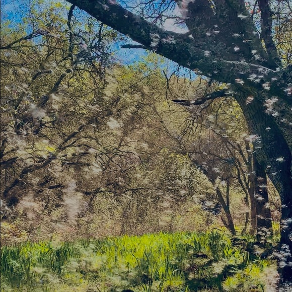 Profile Picture of Eliana Tarson (@eliana_tarson) on Poshmark