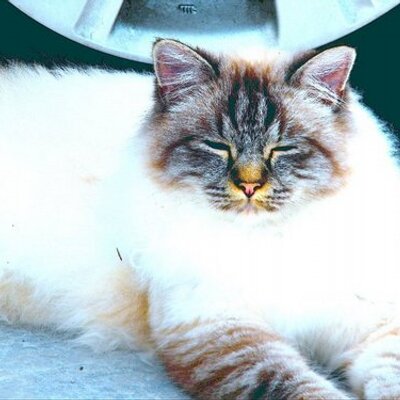 Profile Picture of Spike Griff (@@crustyshirt) on Twitter