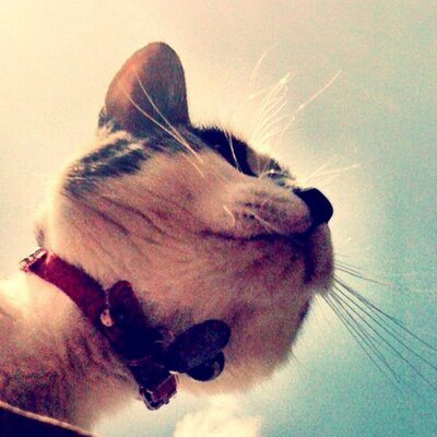 Profile Picture of Andrew Worrell (@andrew_worrell) on Twitter