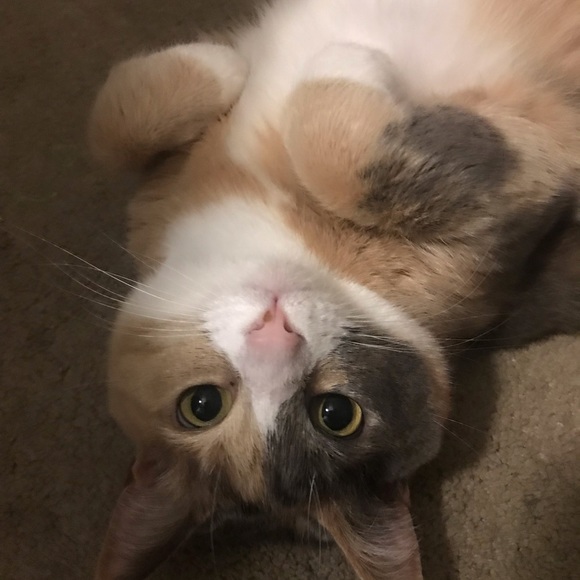 Profile Picture of Valerie Wieckowski (@vwieckowski) on Poshmark