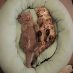 Profile Picture of Tequila & Whiskey (@scottishfoldbritishshorthair06) on Instagram