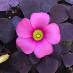 Profile Picture of Jake Gifford (@underwood_plants) on Instagram