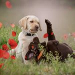 Profile Picture of Labrador Zur Schermbeeke (@labrador_zur_schermbeeke) on Instagram