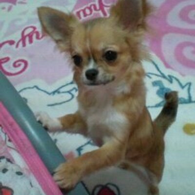 Profile Picture of Steven Copper 111465 (@11141965) on Twitter