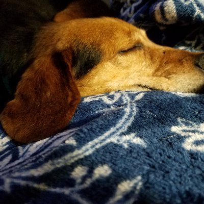 Tammy Rosenberger - Twitter Profile Picture of Tammy Rosenberger (@TammyRosenberg6) on Twitter