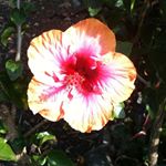 Profile Picture of Heather McGee (@heather.mcgee.509) on Instagram