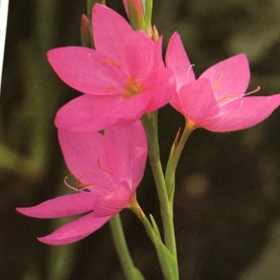 Profile Picture of Gillian Perry (@PerryGillian) on Twitter