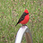 Profile Picture of Jorge Do Ipe (@jorge do ipe) on Flickr