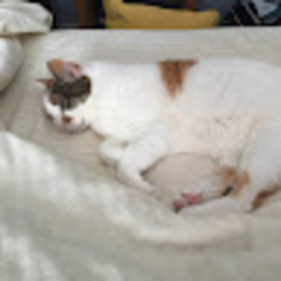 Profile Picture of Rachael Clausius (@rachaelclausius) on Poshmark