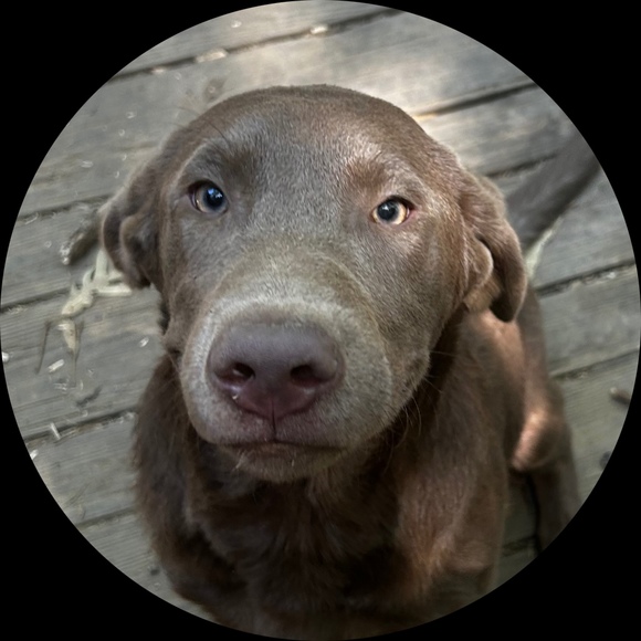 Profile Picture of Dawn Gilbreath (@delta_dawnyboo) on Poshmark