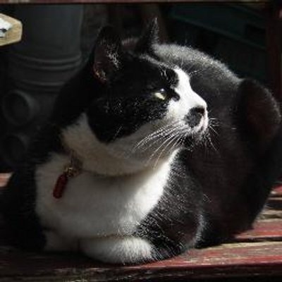 Profile Picture of Lisa Clayton (@LunarLis) on Twitter