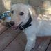 Profile Picture of Larry Lab (@Larry-Lab) on Facebook