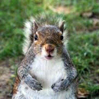 Squirrel James - Twitter Profile Picture of Squirrel James (@Squirrel_james) on Twitter
