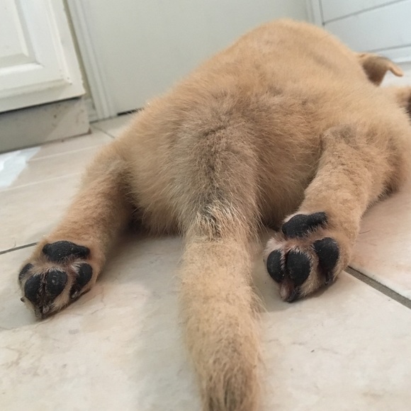 Profile Picture of Emily Hasunuma (@emilykazuko) on Poshmark