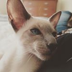 R A W W W - Instagram Profile Picture of R A W W W (@dextervadersapphire) on Instagram