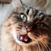 Profile Picture of Eric Jutras (@TiBrin77) on Youtube