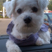 Profile Picture of Michael Elzinga (@michaeljelzinga) on Youtube