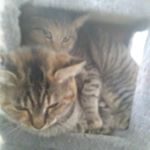 Profile Picture of trinity burgess (@burgess_trinity) on Instagram