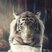 Profile Picture of Areej abdullah (@areej1230) on Pinterest