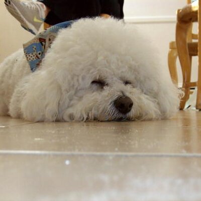 Profile Picture of Michael A Shechtman (@MShechtman) on Twitter