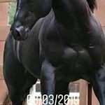 Profile Picture of slevin calebra (@calebraslevin) on Instagram