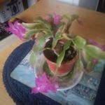 Profile Picture of peter.sayer (@peter.sayer) on Instagram