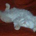 Profile Picture of Janet Poore (@poore4) on Instagram