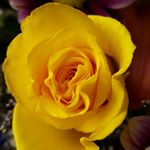 Profile Picture of Joyce Timmins (@twoangels63) on Instagram